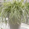 Laîche SILVER FALLS Pot 2L