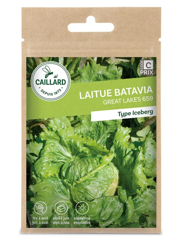 Laitue Batavia Great Lakes 659 4g CAILLARD