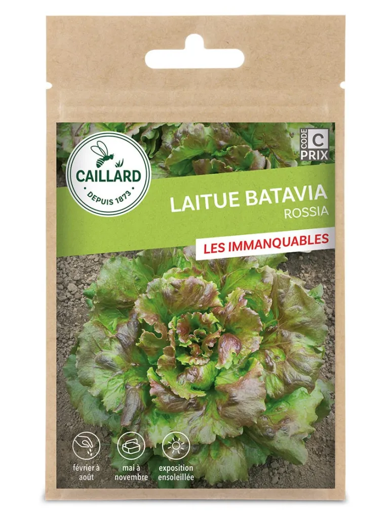 Laitue Batavia Rossia 4g CAILLARD