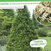 Laurier du Portugal à feuilles de Myrte Pot 7L 80/100cm
