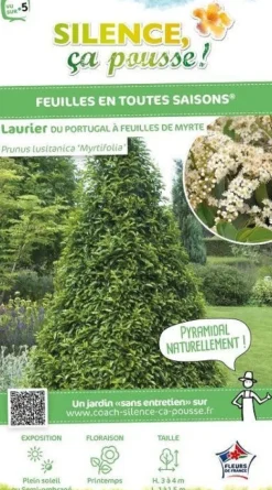 Laurier du Portugal à feuilles de Myrte Pot 7L 80/100cm