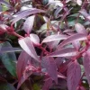 Leucothoé "Royal Ruby" Pot 4.5L SILENCE ÇA POUSSE