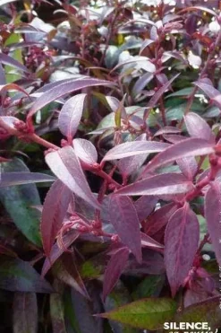 Leucothoé "Royal Ruby" Pot 4.5L SILENCE ÇA POUSSE