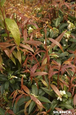 Leucothoe BUNRNING LOVE Pot 4.5L