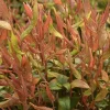 Leucothoé Little Flames Pot 4.5L