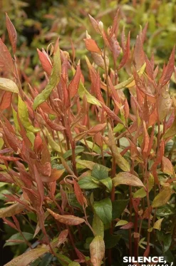 Leucothoé Little Flames Pot 4.5L