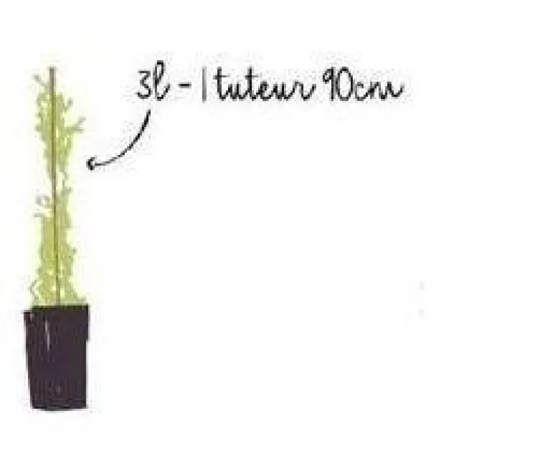 Lierre commun "Königer's Auslese" Pot 3L