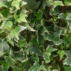 Lierre commun "Little Diamond" Pot 3L