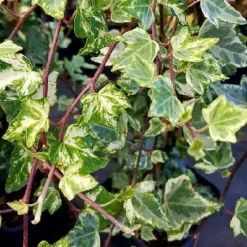 Lierre commun "Tricolor" Pot 3L