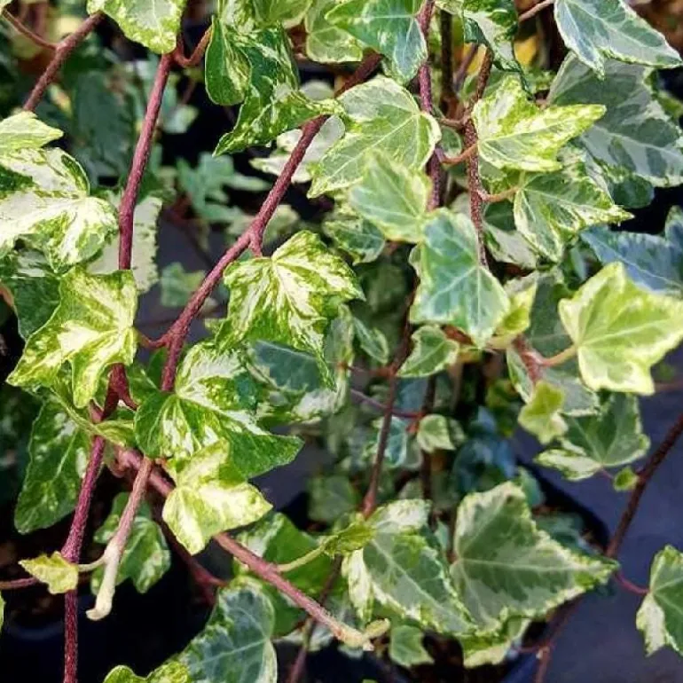 Lierre commun "Tricolor" Pot 3L