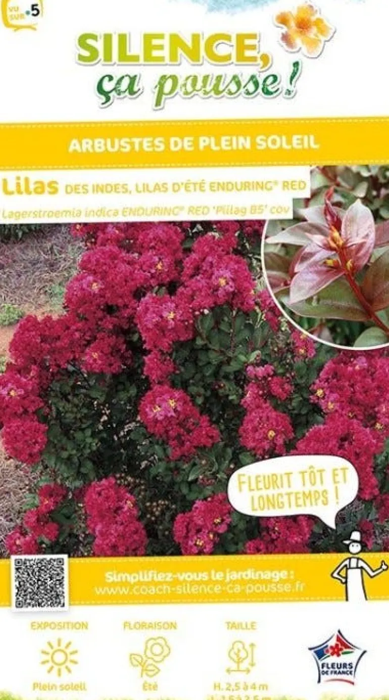 Lilas des indes "Enduring Red, Lilas d'été" Pot 10L