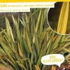 Lin de Nouvelle-Zélande "Apricot Queen" Pot 4.5L