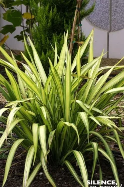 Lin de Nouvelle-Zélande Yellow Wave Pot 4.5L