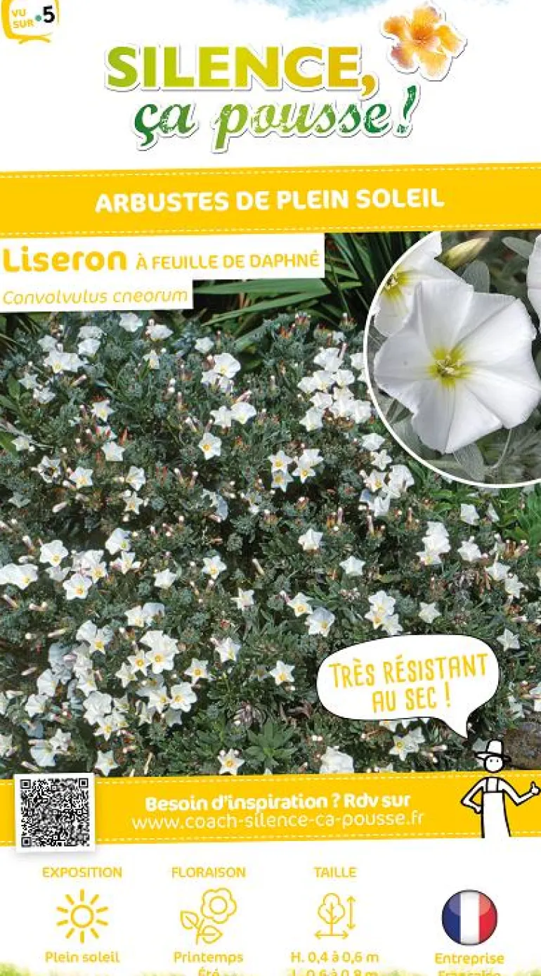Liseron à feuille de Daphné Pot 4,5L SILENCE ÇA POUSSE