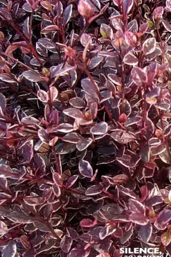 Lophomyrtus "Magic Dragon" Pot 5L SILENCE ÇA POUSSE