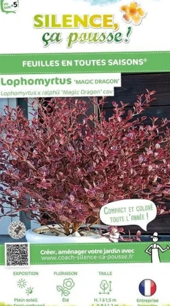 Lophomyrtus "Magic Dragon" Pot 5L SILENCE ÇA POUSSE