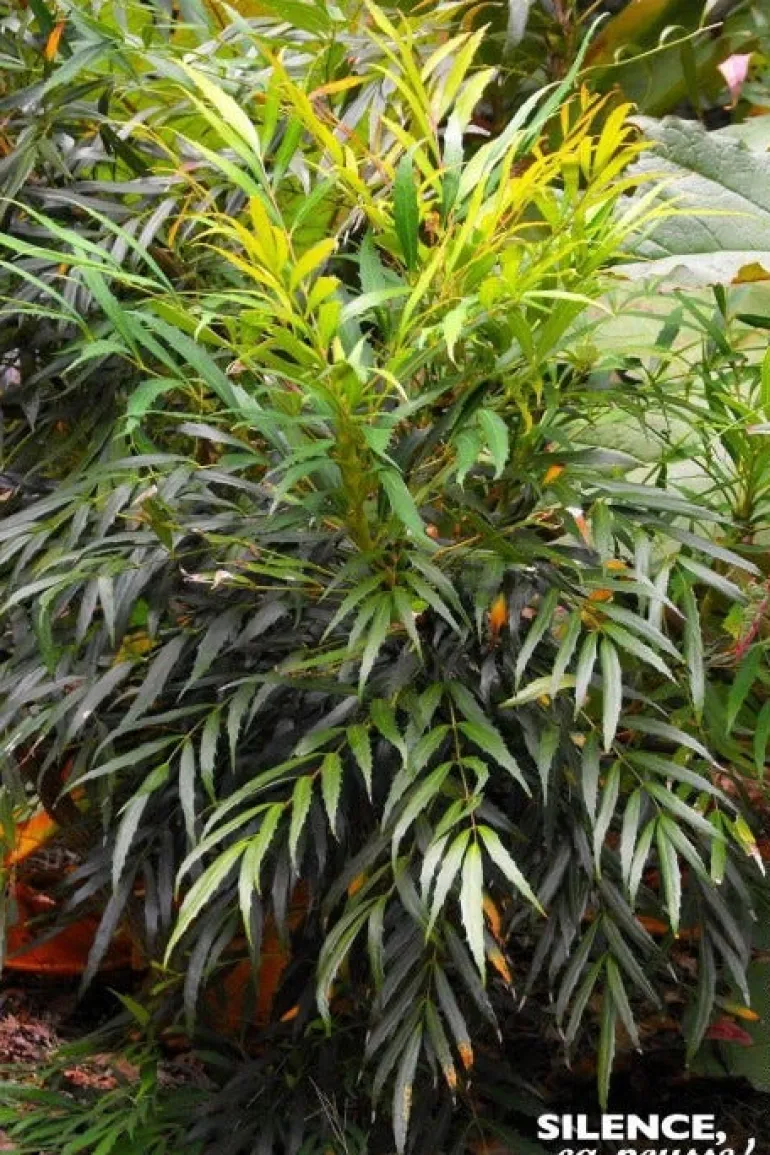 Mahonia Eurybracteata "Sweet Winter" Pot 4L