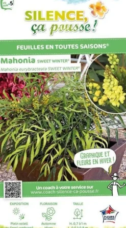 Mahonia Eurybracteata "Sweet Winter" Pot 4L