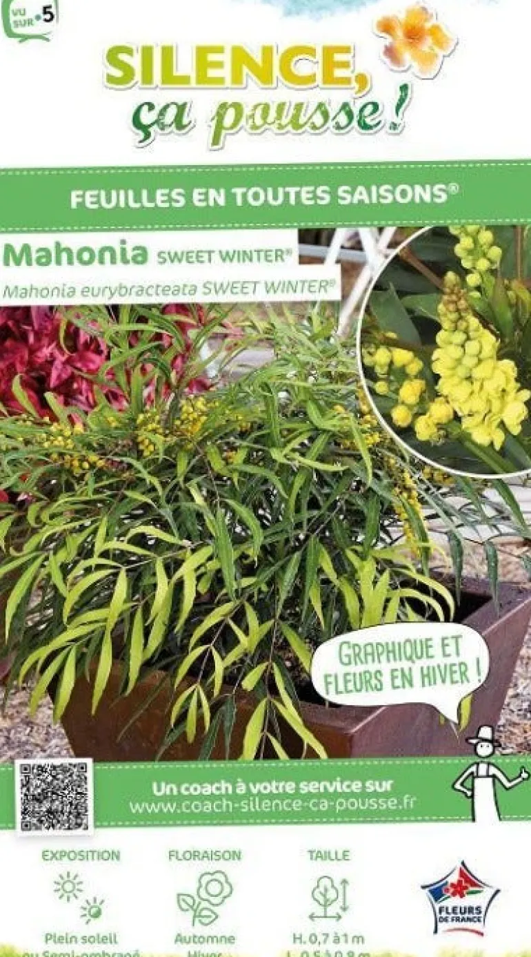 Mahonia Eurybracteata "Sweet Winter" Pot 4L