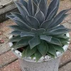 Mangave Lavender Lady Pot 4.5L