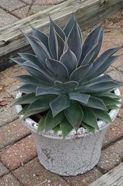 Mangave Lavender Lady Pot 4.5L