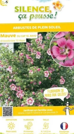 Mauve du cap "El Rayo" Pot 2.5L SILENCE ÇA POUSSE