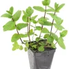 Menthe "Marocaine" prêt à consommer Pot 1L