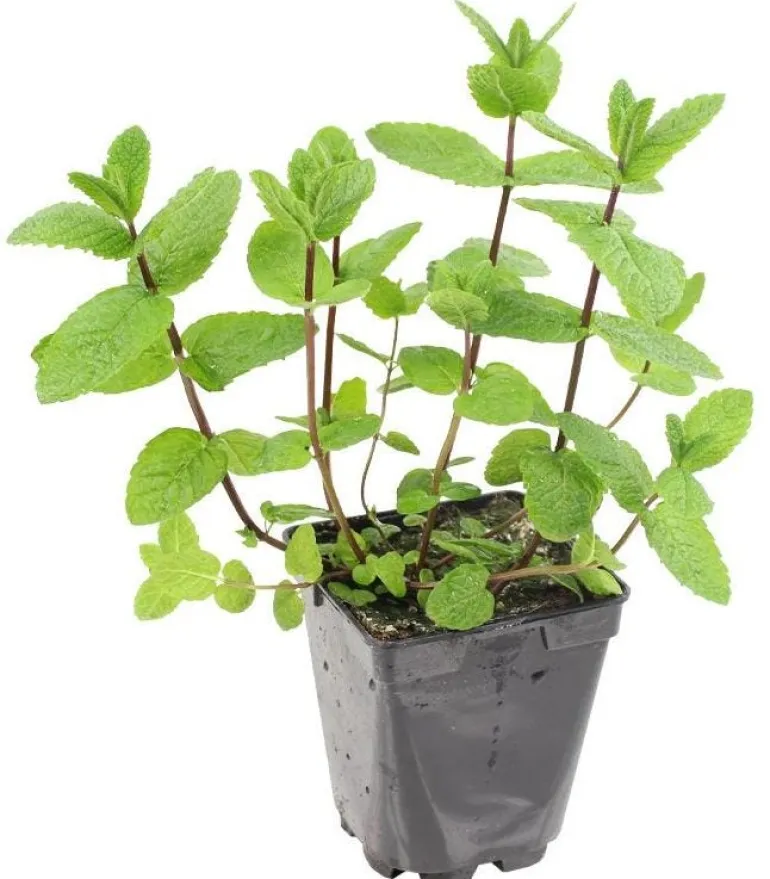 Menthe "Marocaine" prêt à consommer Pot 1L
