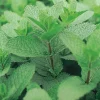 Menthe "Mojito" Pot 1L