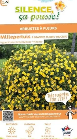 Millepertuis de "Hidcote" Pot 2L SILENCE ÇA POUSSE