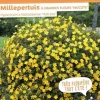 Millepertuis de "Hidcote" Pot 4L SILENCE ÇA POUSSE