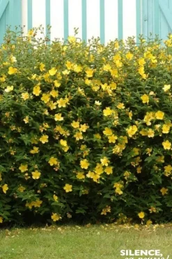 Millepertuis de "Hidcote" Pot 4L SILENCE ÇA POUSSE