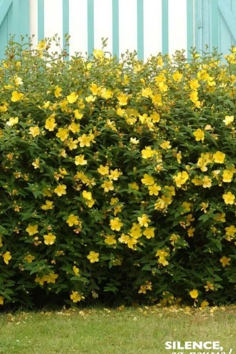 Millepertuis de "Hidcote" Pot 4L SILENCE ÇA POUSSE