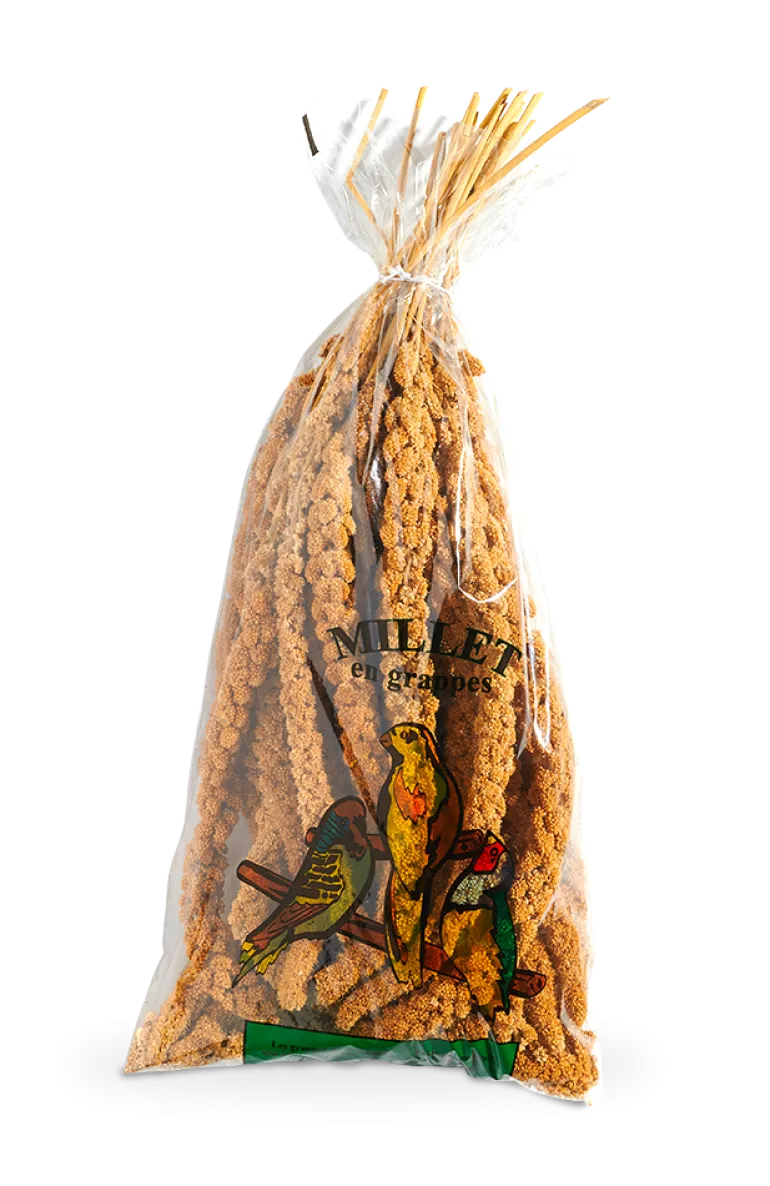 Millet en grappe pour oiseaux - Sac de 500 g