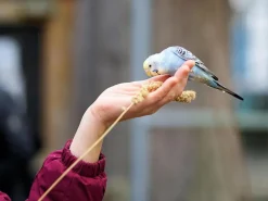 Millet en grappe pour oiseaux - Sac de 500 g