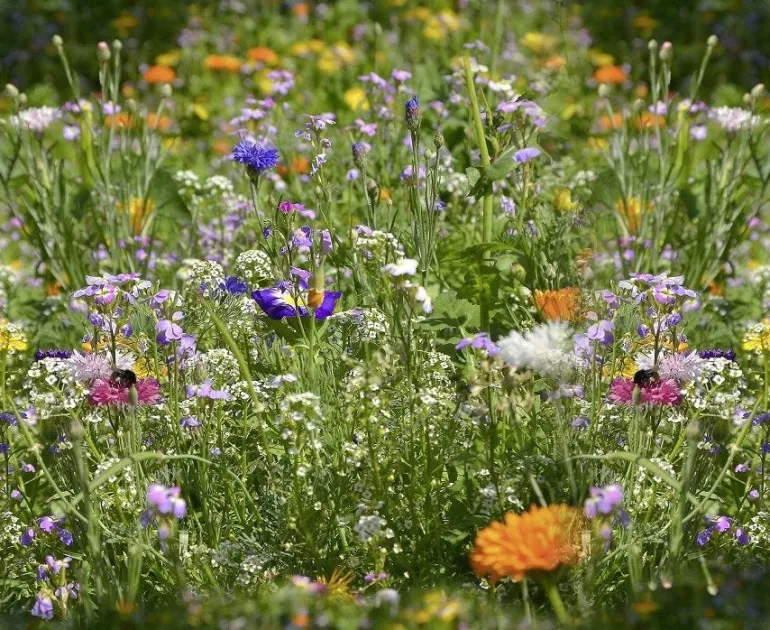 Mélange de fleurs "Des fleurs pour les abeilles" 6m²