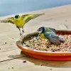 Mélange de graines pour Oiseaux de la nature - Sac de 4 kg