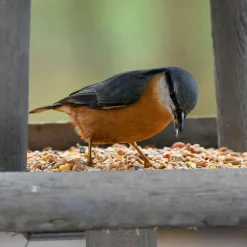 Mélange de graines pour Oiseaux de la nature - Sac de 20 kg