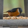 Mélange pour Oiseaux de la nature - Sac 4+1 kg offert