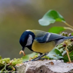 Mélange vers de farine/tournesol décortiqué pour oiseau 250g