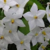 Morelle faux-jasmin "Jasminoïdes Album" Pot 3L