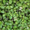 Muehlenbeckia complexa Sealand Compact Pot 4.5L