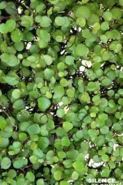 Muehlenbeckia complexa Sealand Compact Pot 4.5L