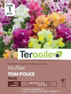 Muflier Tom Pouce Varié 0,8g TERAGILE