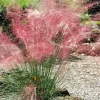 Muhlenbergia "Capillaris" Pot 5L SILENCE ÇA POUSSE