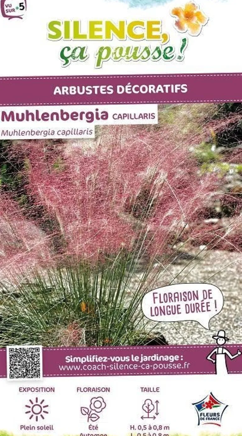 Muhlenbergia "Capillaris" Pot 5L SILENCE ÇA POUSSE