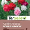 Oeillet Chabaud Double Surchoix Varié 1g TERAGILE