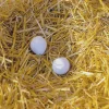 Oeuf de poule factice en argile x2