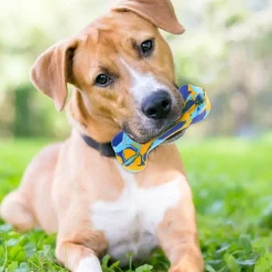 Os caoutchouc robuste jeu éducatif pour chien 13 cm
