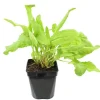 Oseille verte prêt à consommer Pot 1L